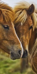 Animals,Muzzle,Pair,Mane,Couple,Horses