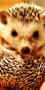 Animals,Muzzle,Palm,Prickles,Thorns,Hedgehog,Palms