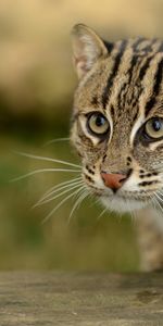 Animals,Muzzle,Paw,Fishing Cat,Wild Cat,Wildcat,Fish Cat