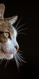 Animals,Muzzle,Pet,Sight,Opinion,Animal,Cat