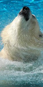 Animals,Muzzle,Polar Bear,Water,Bounce,Jump