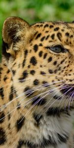 Animales,El Leopardo De Amur,Leopardo De Amur,Bozal,Depredador,Gato Montés,Gato Salvaje