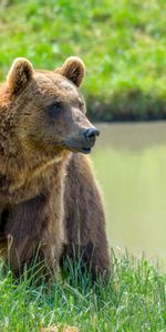 Animales,Depredador,Oso Pardo,Bozal,Oso Café