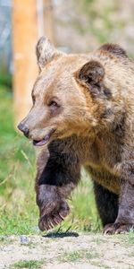 Animales,Bozal,Oso,Soportar,Depredador,Oso Pardo,Oso Café