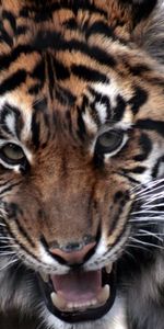 Animals,Muzzle,Predator,Opinion,Sight,Tiger,Aggression