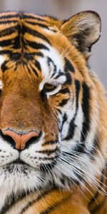 Animals,Muzzle,Predator,Opinion,Sight,Tiger,Big Cat,Sad