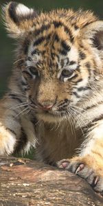 Animals,Muzzle,Predator,Opinion,Sight,Tiger,Climb,Tiger Cub