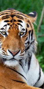 Animals,Muzzle,Predator,Opinion,Sight,Tiger,Streaks,Big Cat,Stripes