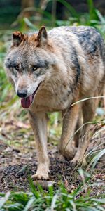 Animales,Bozal,Depredador,Lengua Saliente,Lengua Pegada Hacia Fuera,Lobo