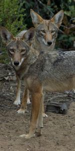 Animales,Bozal,Depredador,Visión,Opinión,Animal,Coyotes