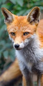 Animals,Muzzle,Predator,Sight,Opinion,Animal,Fox