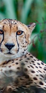 Animals,Muzzle,Predator,Sight,Opinion,Big Cat,Cheetah