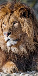 Animals,Muzzle,Predator,Sight,Opinion,Big Cat,Lion