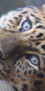 Animals,Muzzle,Predator,Sight,Opinion,Leopard,Big Cat