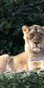 Animals,Muzzle,Predator,Sight,Opinion,Lioness,Big Cat