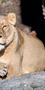 Animals,Muzzle,Predator,Sight,Opinion,Lioness,Big Cat