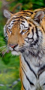 Animals,Muzzle,Predator,Sight,Opinion,Tiger,Big Cat