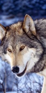 Animals,Muzzle,Predator,Sight,Opinion,Wolf