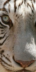 Animals,Muzzle,Predator,Sight,Tiger,Opinion