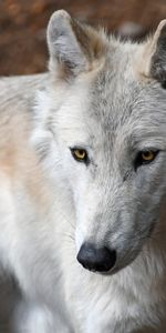 Animals,Muzzle,Predator,Wild,Yellow Eyed,Wolf