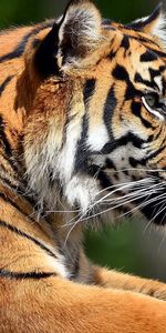 Animales,Bozal,Gato Grande,Perfil,Tigre