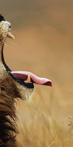 Animals,Muzzle,Profile,Scream,Language,Tongue,Cry,Lion