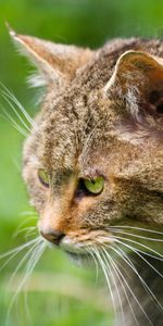 Museau,Chat De La Forêt,Chat De Forêt,Sauvage,Muselière,Animaux,Profil,Chat