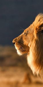 Animaux,Museau,Muselière,Laine,Crinière,Un Lion,Profil,Lion