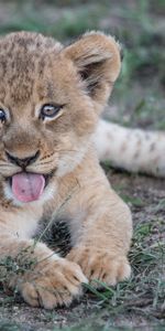 Animals,Muzzle,Protruding Tongue,Tongue Stuck Out,Lion Cub,Lion