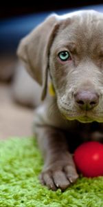 Animals,Muzzle,Puppy,Dog,Toy,Ball