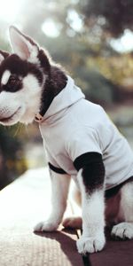 Animals,Muzzle,Puppy,Husky,Clothing