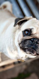 Animals,Muzzle,Puppy,Pug,Expectation,Waiting,Dog