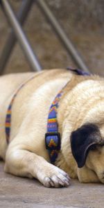 Animals,Muzzle,Puppy,Sleep,Collar,Pug,Dream