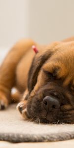 Animals,Muzzle,Puppy,Sleep,Dog,Dream