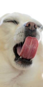 Animals,Muzzle,Puppy,To Yawn,Yawn,Language,Tongue