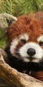 Animals,Muzzle,Red Panda,Little Panda,Small Panda