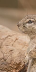 Animals,Muzzle,Rodent,Prairie Dog,Meadow Dog