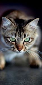 Animals,Muzzle,Shadow,Aggression,Eyes,Cat