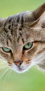 Animals,Muzzle,Sight,Opinion,Aggression,Cat