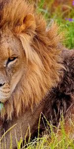 Animals,Muzzle,Sight,Opinion,Aggression,Mane,Lion