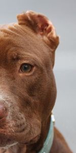 Animals,Muzzle,Sight,Opinion,American Pitbull,American Pit Bull,Pedigree Dog,Breed Dog