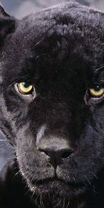 Animals,Muzzle,Sight,Opinion,Anger,Panther