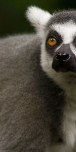 Animals,Muzzle,Sight,Opinion,Animal,Lemur