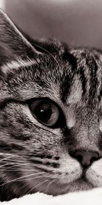 Animals,Muzzle,Sight,Opinion,Bw,Chb,Sorrow,Cat,Sadness