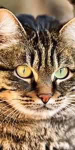 Animals,Muzzle,Sight,Opinion,Cat