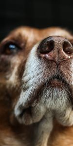 Animals,Muzzle,Sight,Opinion,Dog,Dark Background