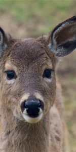 Animals,Muzzle,Sight,Opinion,Ears,Deer