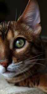 Animals,Muzzle,Sight,Opinion,Ears,To Watch,Watch,Cat