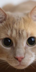 Animals,Muzzle,Sight,Opinion,Eyes,Cat