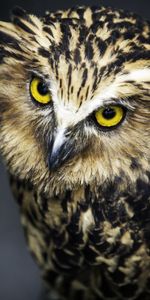 Animals,Muzzle,Sight,Opinion,Feather,Bird,Predator,Owl